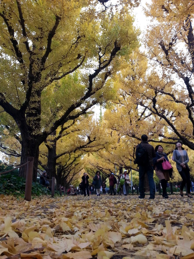 Adriana Moreira/Estadãi Árvores de ginkgo espalham suas flores amareladas por toda Avenida Icho Namiki no outono