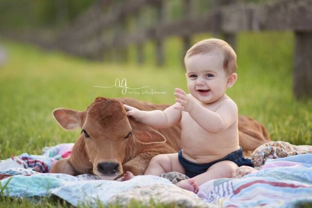 Facebook/ ashleygilleyphotography O pequeno WyLee posou junto a um bezerro num ensaio muito fofo