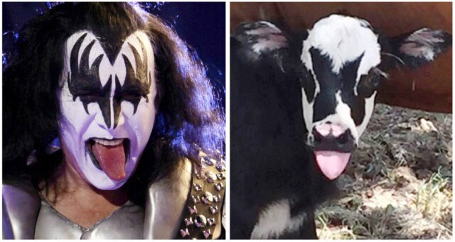 A bezerra Genie nasceu com a pelagem semelhante à pintura facial de Gene Simmons, vocalista do Kiss.