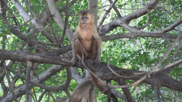 Bruna Toni/Tirada com MOTO Z PLAY + HASSELBLAD TRUE ZOOM Em Vassouras, macacos dão o ar da graça em troca de pedaços de banana