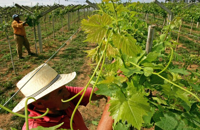 Valéria Gonçalvez/Estadão Trabalhadores colhem as uvas na Vinícola Goés, em São Roque.