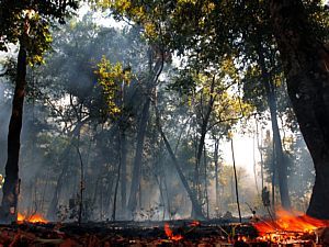 Equil&iacute;brio entre produ&ccedil;&atilde;o agr&iacute;cola e preserva&ccedil;&atilde;o ambiental est&aacute; em jogo - Robson Fernandjes/AE