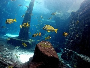 Resorts e o maior aquário a céu aberto do mundo te esperam em Nassau - Jonne Roriz/AE Resorts e o maior aquário a céu aberto do mundo te esperam em Nassau - Jonne Roriz/AE