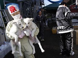 Cachorros retirados da área de Fukushima - Issei Kato/Reuters Cachorros retirados da área de Fukushima - Issei Kato/Reuters