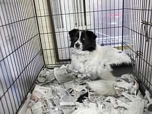 Cachorro retirado da área de Fukushima - Issei Kato/Reuters Cachorro retirado da área de Fukushima - Issei Kato/Reuters