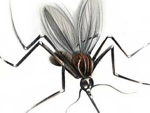 Entenda como o mosquito transmite a doen&ccedil;a - Arte/AE