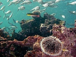 Areias douradas ou vermelhas, aves araras e animais únicos em Galápagos - Divulgação Areias douradas ou vermelhas, aves araras e animais únicos em Galápagos - Divulgação