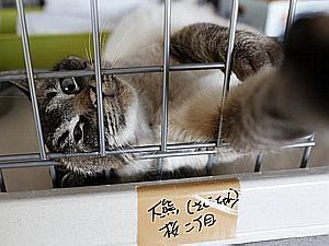 Gato retirado da área de Fukushima - Issei Kato/Reuters Gato retirado da área de Fukushima - Issei Kato/Reuters