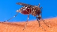 OMS deve aprovar vacina contra malária em 2015