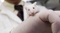 Cientistas criam 1º ‘embrião’ artificial de camundongo com células-tronco