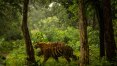 NYT: Caça a uma tigresa que mata seres humanos