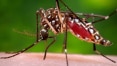 Zika pode estar associado a outra doença neurológica