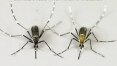 'Aedes' se espalha pelo mundo e coloca em risco novas populações, diz estudo