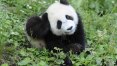 Panda selvagem deixa de ser considerado espécie em extinção na China