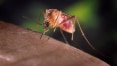 Fiocruz apura se zika pode ser transmitido por pernilongo