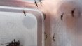 Número de casos de dengue cresce 163% na capital paulista