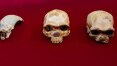 A descoberta do crânio do ‘homem dragão’ pode adicionar espécie à árvore genealógica da humanidade