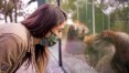 Isolado no Zoo, orangotango Sansão sente falta de visita