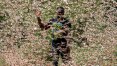 Invasão de gafanhotos na África é situação sem precedentes, diz ONU