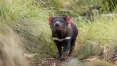 Diabos-da-tasmânia nascem na Austrália continental três mil anos após desaparecimento