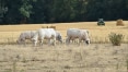 Bélgica proíbe práticas religiosas de abate e gera discussões no país