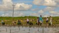 Em Natal, projeto social recupera área de manguezal destruída pela carcinicultura