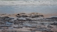 Mancha em praias do Nordeste já é o vazamento de óleo de maior extensão do País, diz especialista