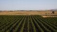Fazendas de região desértica da Califórnia usam tecnologia para aumentar produção