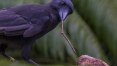 Corvo do Havaí usa ferramenta para buscar comida, dizem cientistas