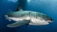 Genoma do tubarão branco é sequenciado e pode ajudar na sua preservação