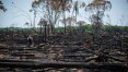 Cadastro rural não impede desmatamento na Amazônia, alerta estudo