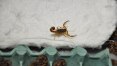 Butantan produzirá soro com 1,5 mil escorpiões coletados no interior de SP