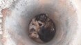 Filhotes de cachorro são resgatados em manilha de concreto; veja vídeo