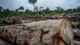 Fraudes esquentam madeira brasileira vendida ilegalmente para o exterior