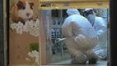 Hong Kong exterminará hamsters por suspeita de transmissão de coronavírus de animais a humanos