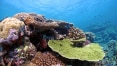 Corais se adaptam ao aquecimento global, segundo estudo