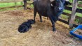 Perícia confirma maus-tratos contra búfalos de fazenda em Brotas, no interior de SP