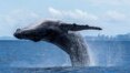 Proteção às baleias na Bahia ajuda animais a se espalharem por SP e SC