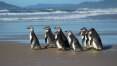 Número de pinguins encontrados no litoral brasileiro aumenta 20% em 2021