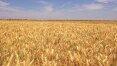 Brasil pode se tornar autossuficiente em trigo com tecnologia para produção no Cerrado