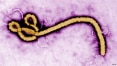 Cientistas desvendam mecanismo de infecção do Ebola