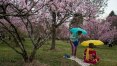 Parque do Carmo recebe a 39ª Festa das Cerejeiras