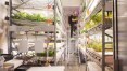 Hortas indoor viram opção para produzir alimento na cidade; entenda como funciona