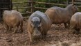 Autoridades colombianas castram hipopótamos de Pablo Escobar para evitar desastre ambiental