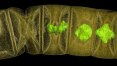 Cientistas encontram alga mais antiga já registrada, com 1,6 bilhão de anos
