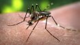 Cientistas identificam gene que determina sexo do 'Aedes aegypti'