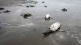 Morte de pinguins é recorde neste ano em praias do litoral sul paulista