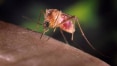 Estudo mostra que pernilongo é potencial transmissor da zika