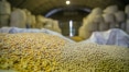 Safra de 2022 deve registrar recorde de produção puxada pelo milho
