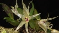 Orquídea dada como extinta volta a florir na Mata Atlântica em São Paulo